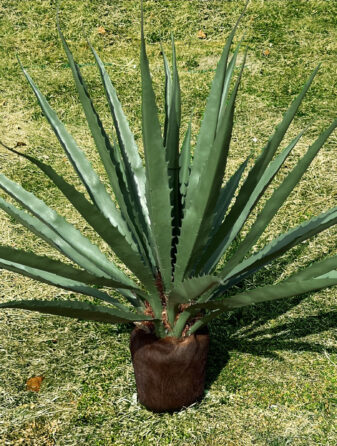 Agave Plant