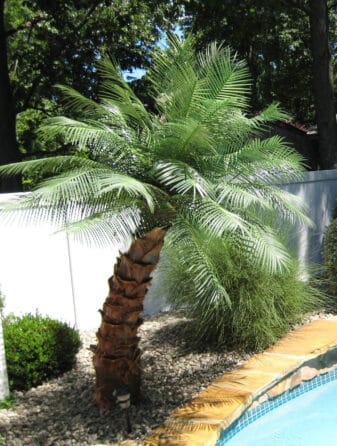 Areca Palm Tree