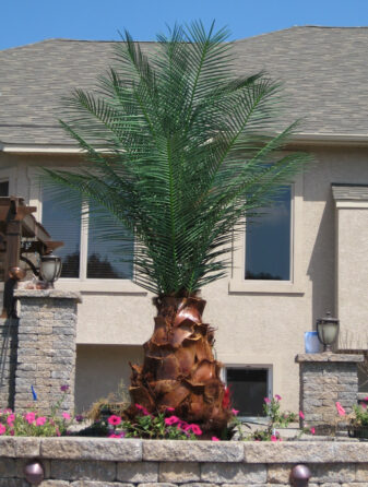 Bottle Palm (Barked Trunk)