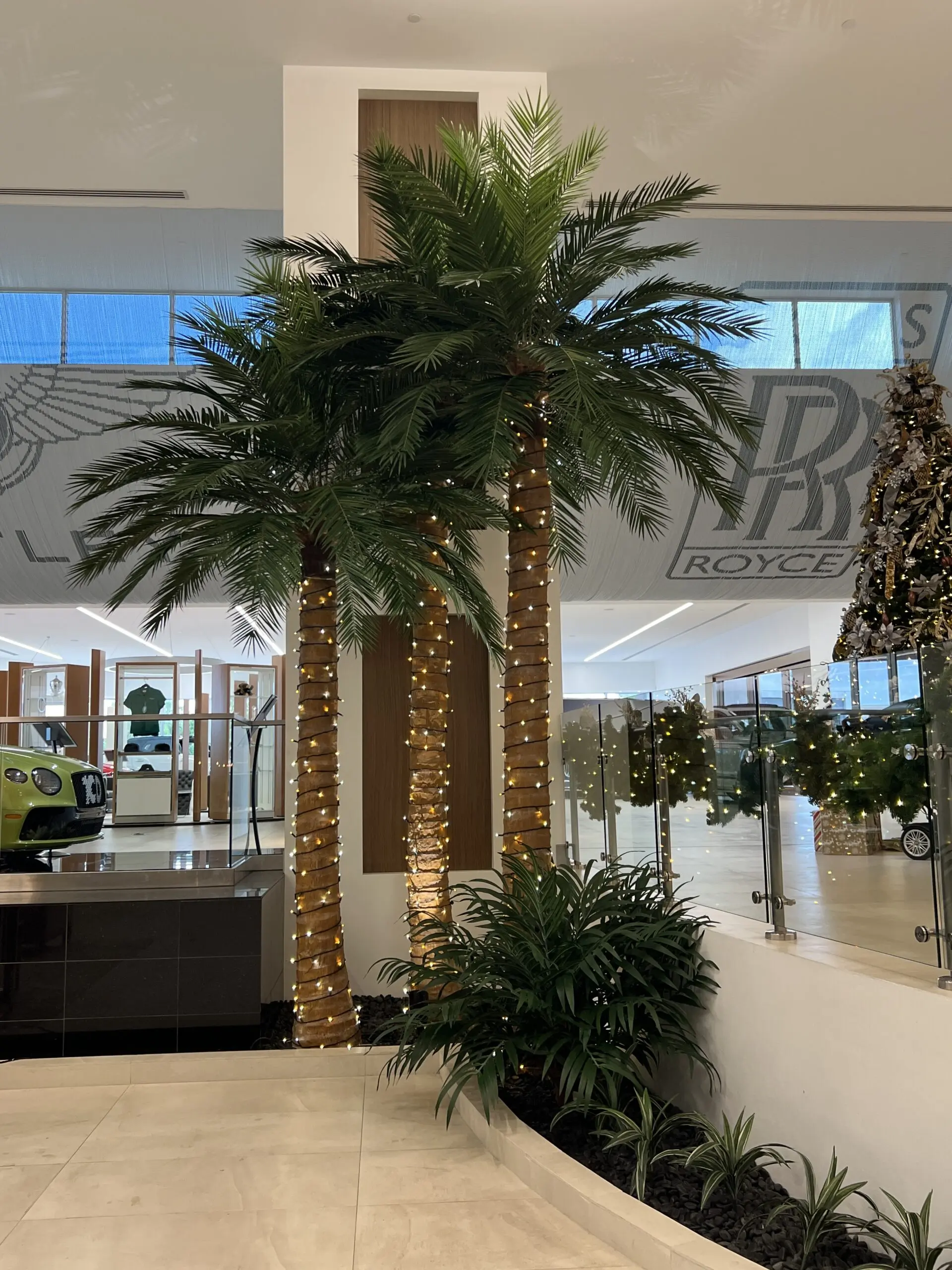 Indoor Preserved Palm Trees Coconut Tall Realistic