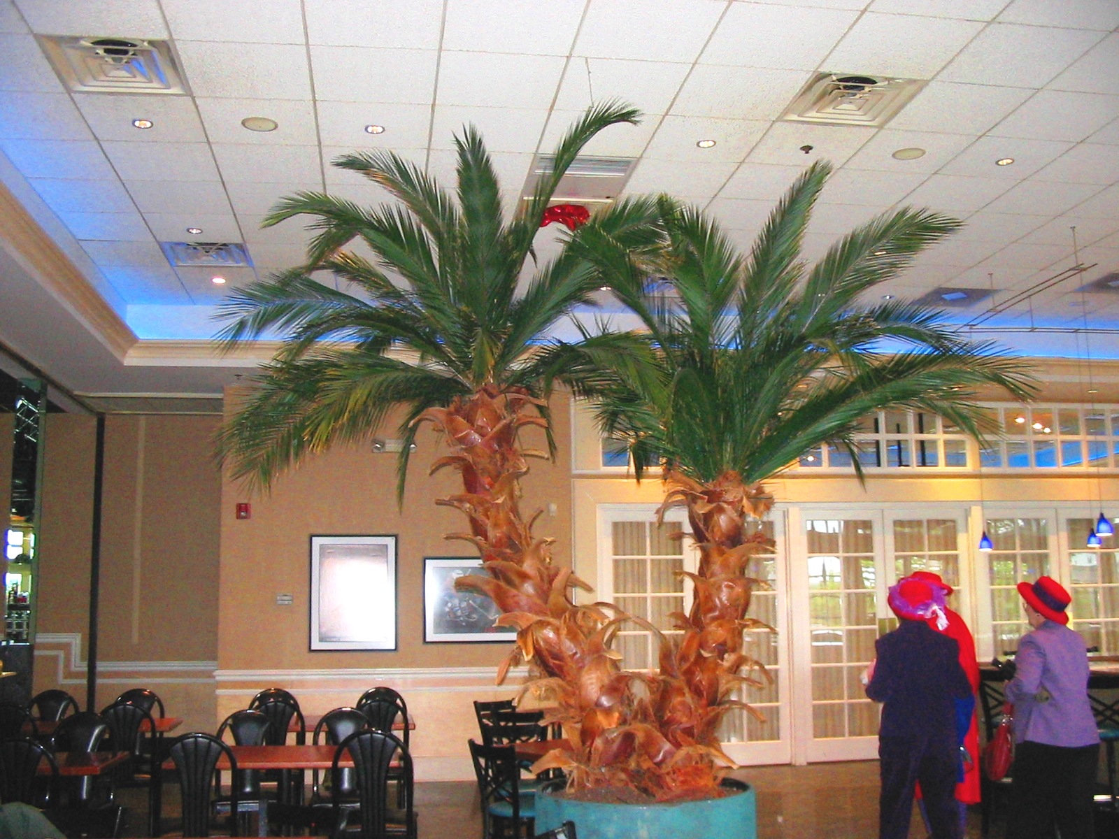 Indoor_Preserved_Phoenix_Date_Palms