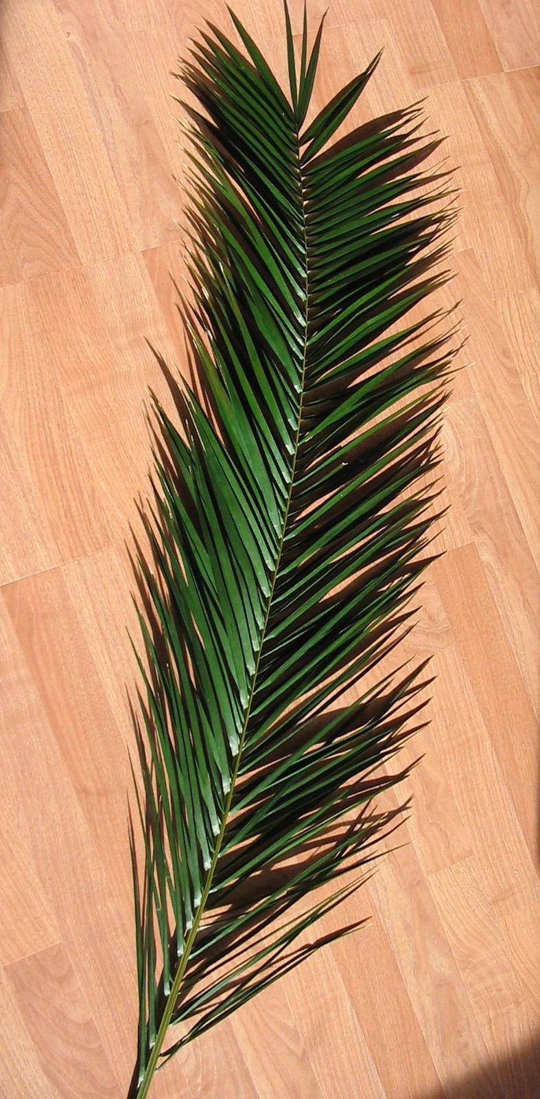 Indoor Silk Phoenix Palm Frond