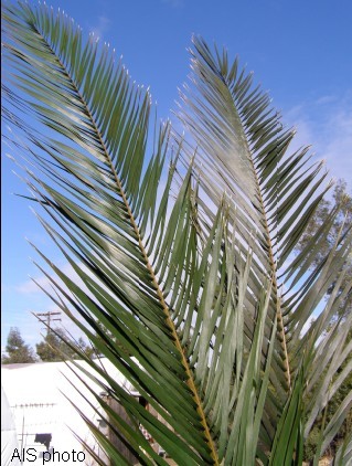 indoor silk palm fronds