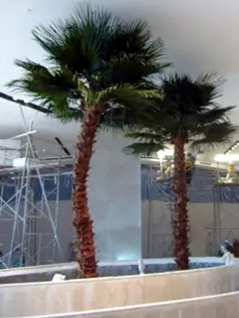 Indoor Silk Palm Trees Washingtonian Large Interior Installation