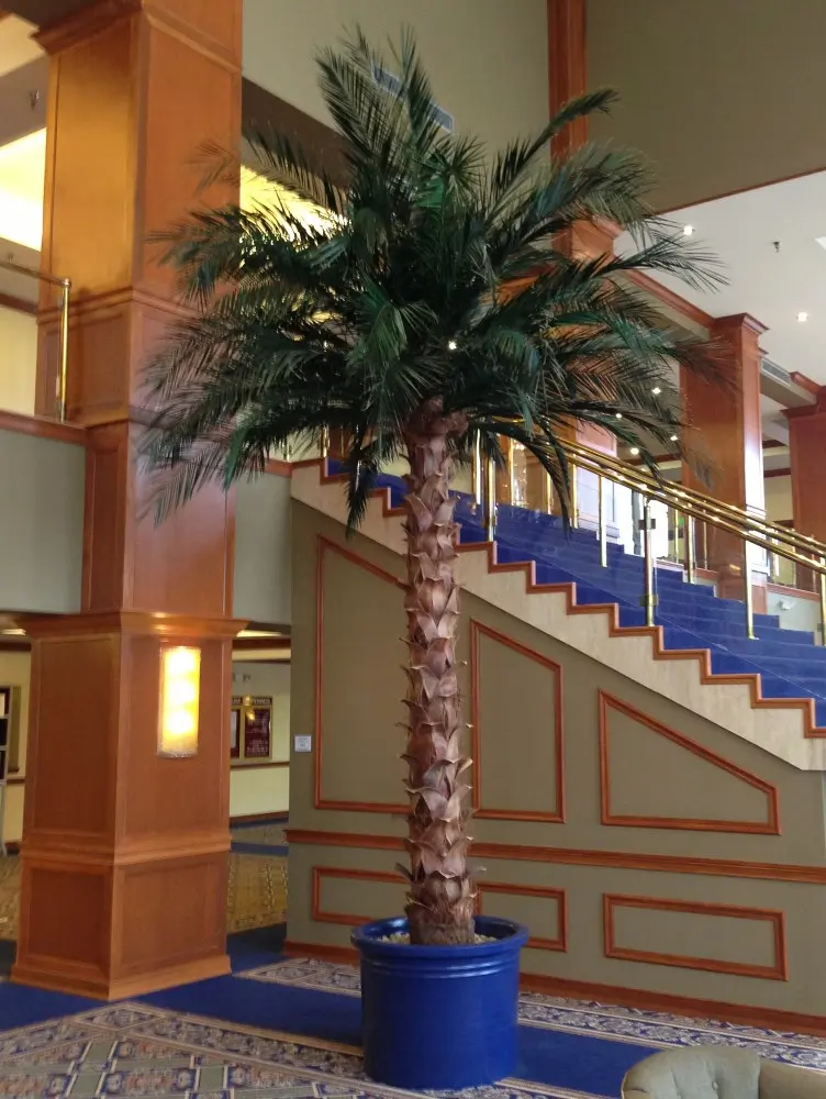 Indoor Silk Palm Trees Phoenix Palm Hotel Resort